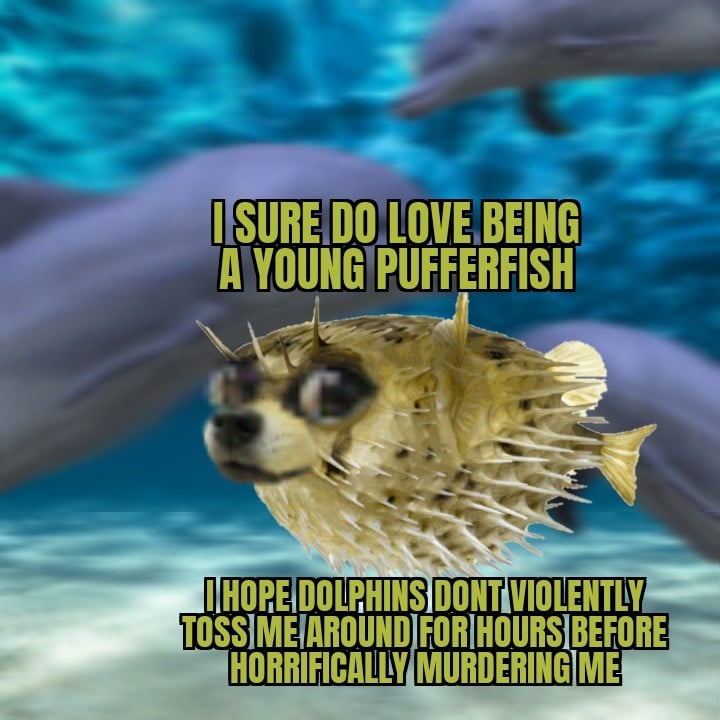 A young pufferfish among dolphins, captioned about hoping the dolphins leave him alone